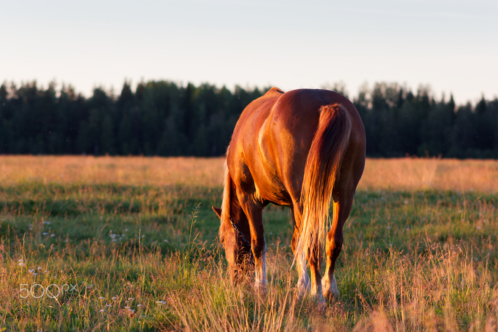 Canon EF 75-300mm f/4-5.6 USM sample photo. Red horse at golden hour on a pasture photography