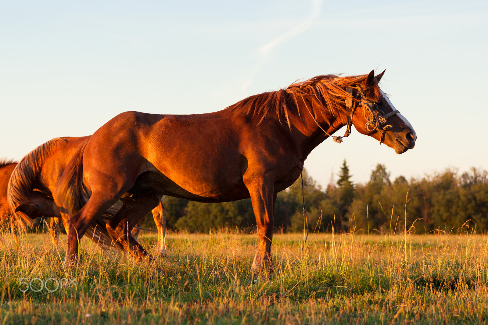 Canon EF 75-300mm f/4-5.6 USM sample photo. Red horses at golden hour on a pasture photography