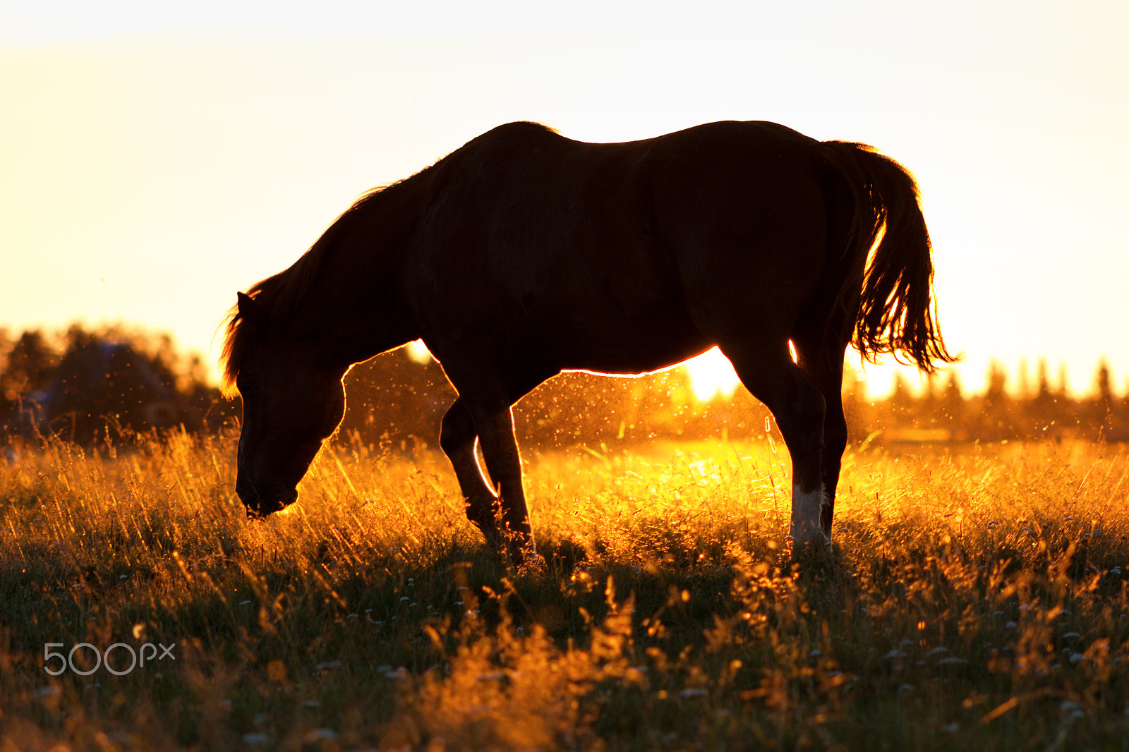 Canon EF 75-300mm f/4-5.6 USM sample photo. Silhouette of a horse on a pasture in rim light photography
