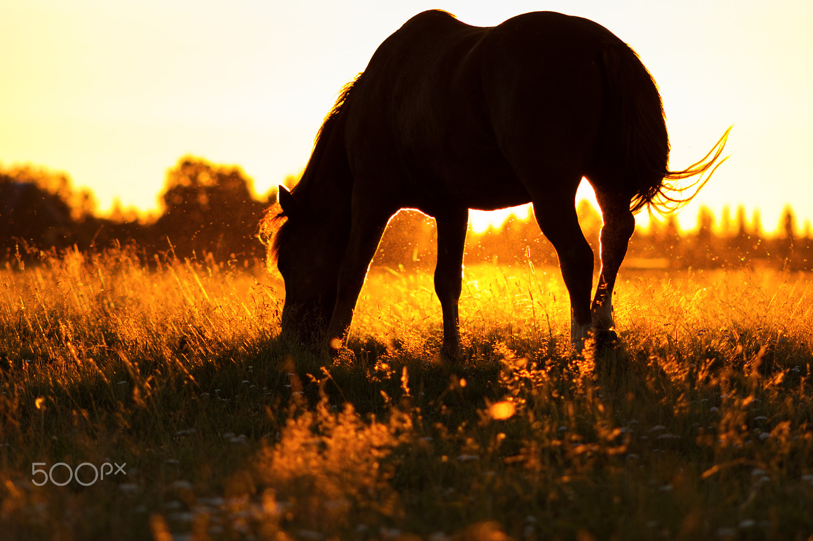 Canon EF 75-300mm f/4-5.6 USM sample photo. Silhouette of a horse on a pasture in rim light photography