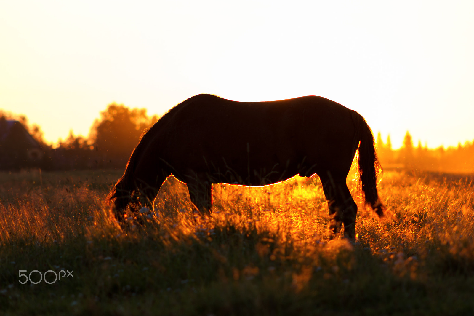 Canon EOS 550D (EOS Rebel T2i / EOS Kiss X4) + Canon EF 75-300mm f/4-5.6 USM sample photo. Silhouette of a horse on a pasture in rim light photography