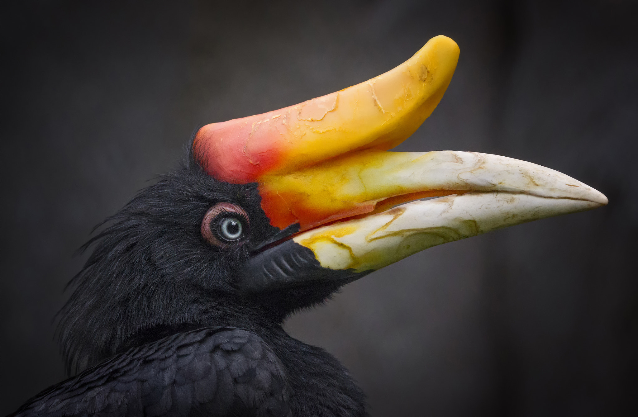150-600mm F5-6.3 DG OS HSM | Sports 014 sample photo. Rhinoceros hornbill ..... photography