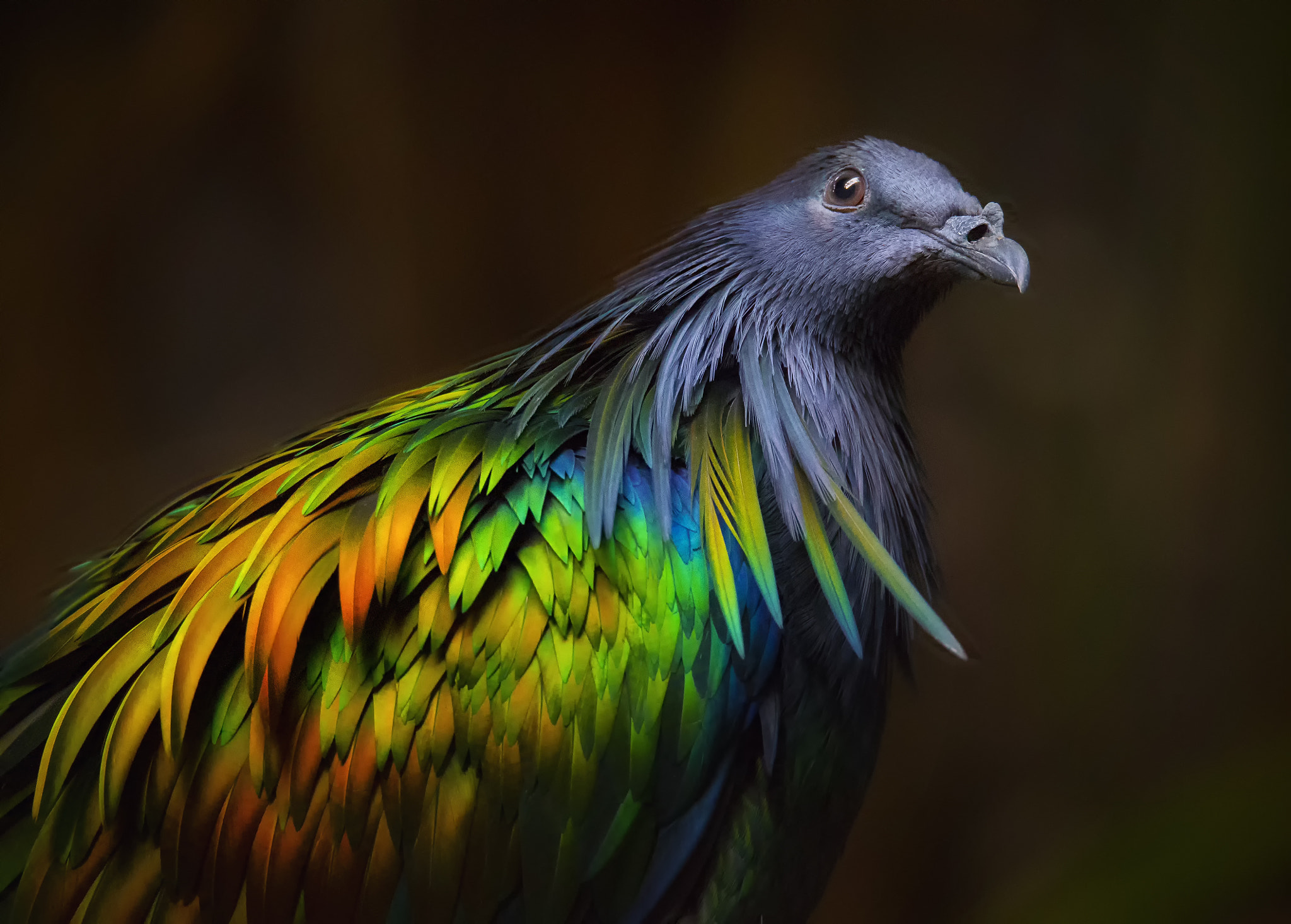 150-600mm F5-6.3 DG OS HSM | Sports 014 sample photo. Nicobar pigeon.... photography