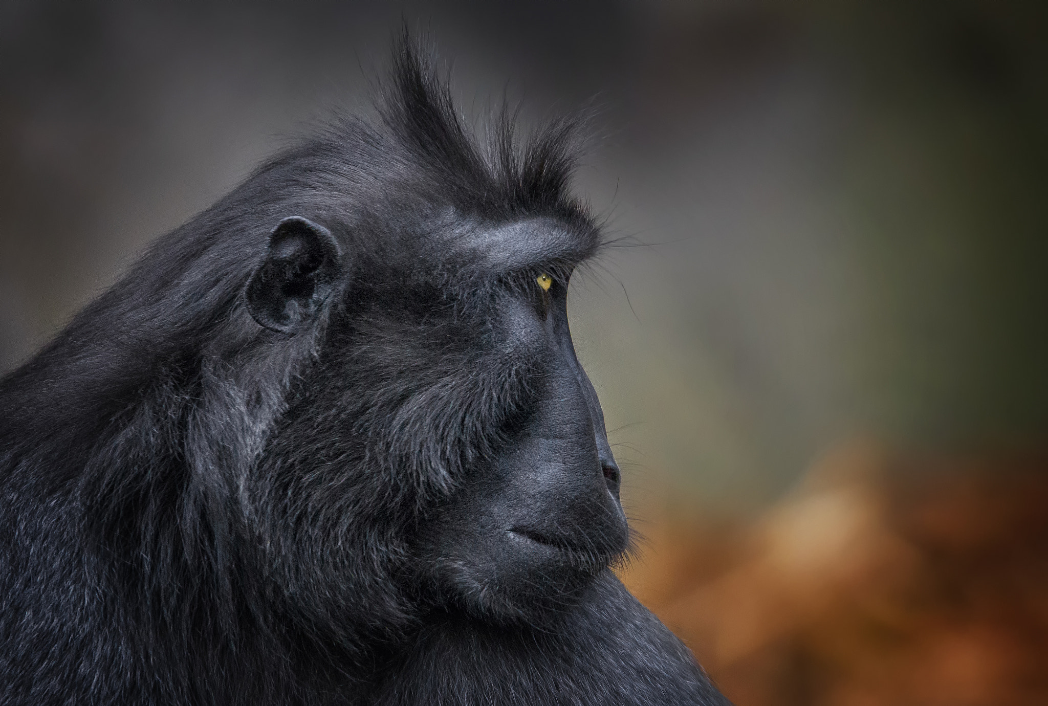 Canon EOS-1D Mark IV + 150-600mm F5-6.3 DG OS HSM | Sports 014 sample photo. Black macaque... photography