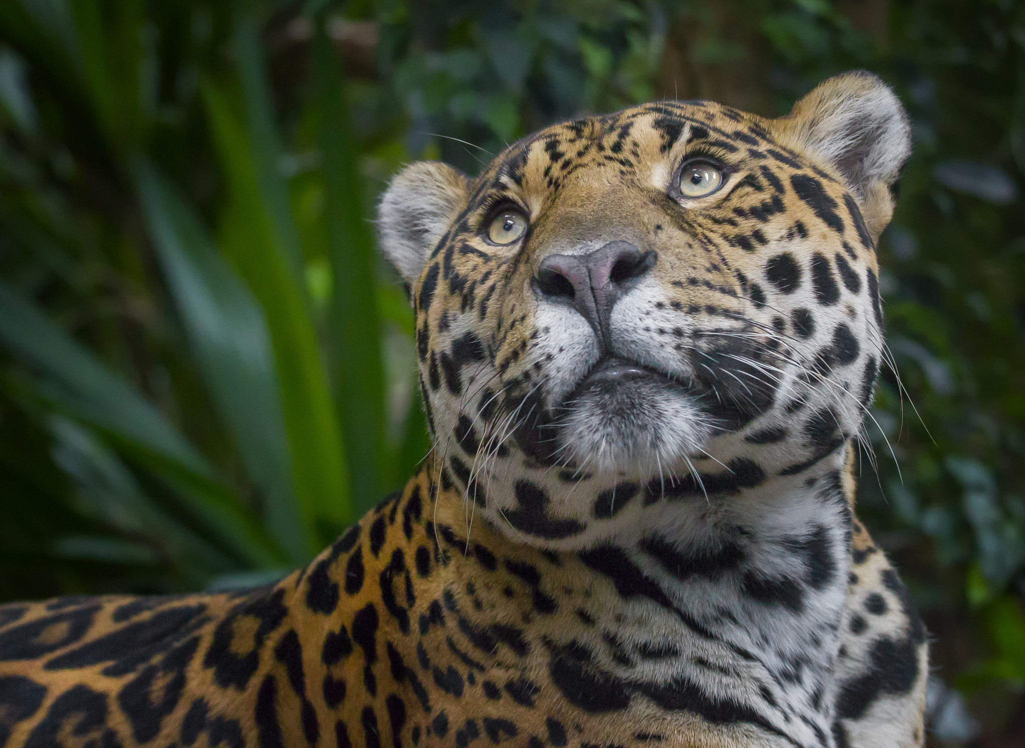 150-600mm F5-6.3 DG OS HSM | Sports 014 sample photo. Jaguar.... photography