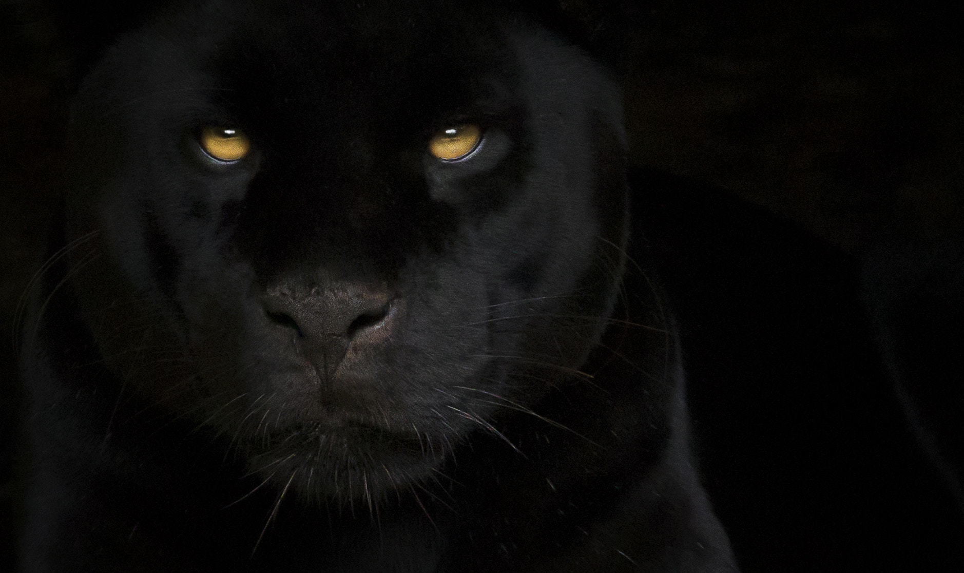150-600mm F5-6.3 DG OS HSM | Sports 014 sample photo. Black jaguar ..... photography
