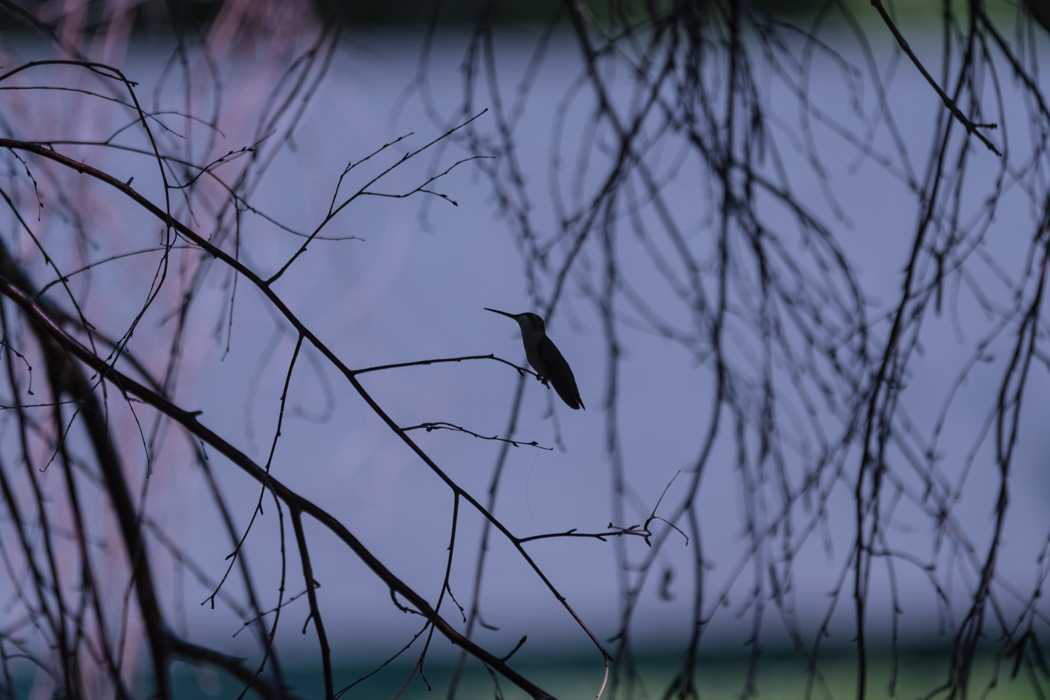 Sigma 150-500mm F5-6.3 DG OS HSM sample photo. Humming silhouette photography