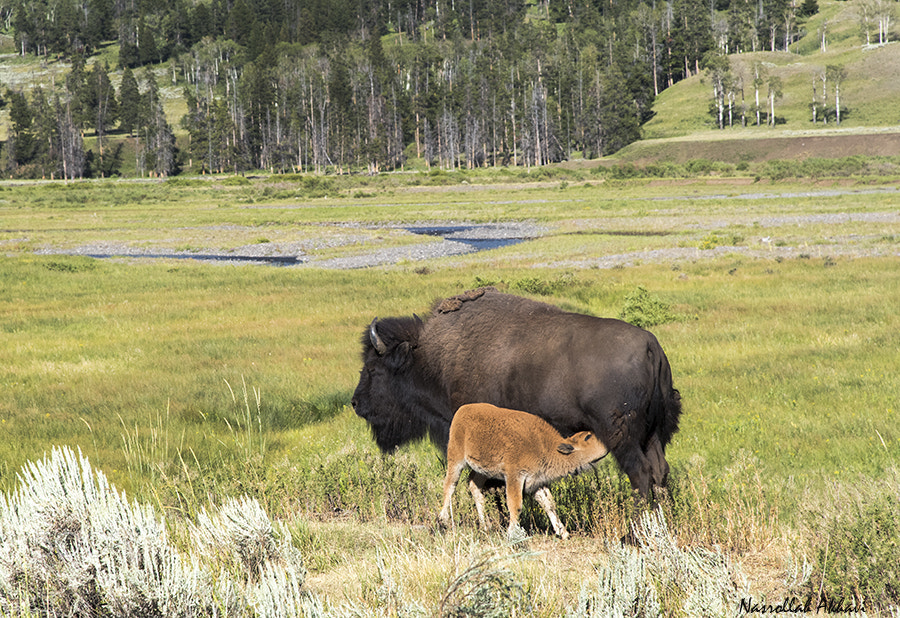 Nikon D5 sample photo. Yellowstone national park photography