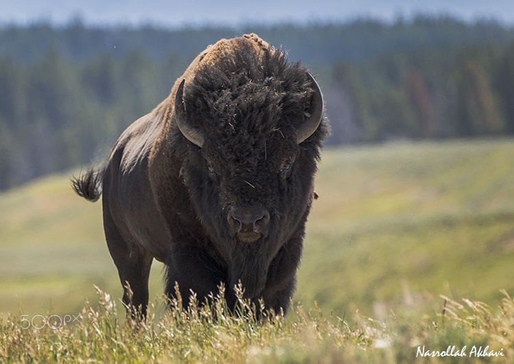 Nikon AF-S Nikkor 200-500mm F5.6E ED VR sample photo. Yellowstone national park photography