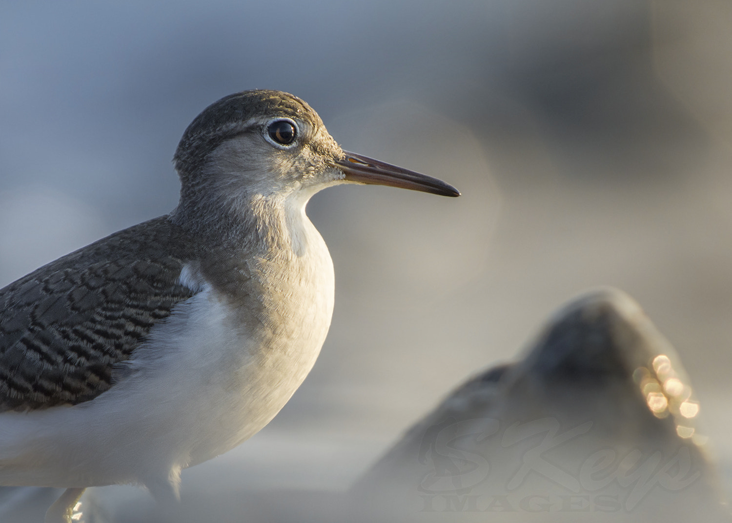 Nikon D7200 sample photo. Looking east (spotted sandpiper) photography