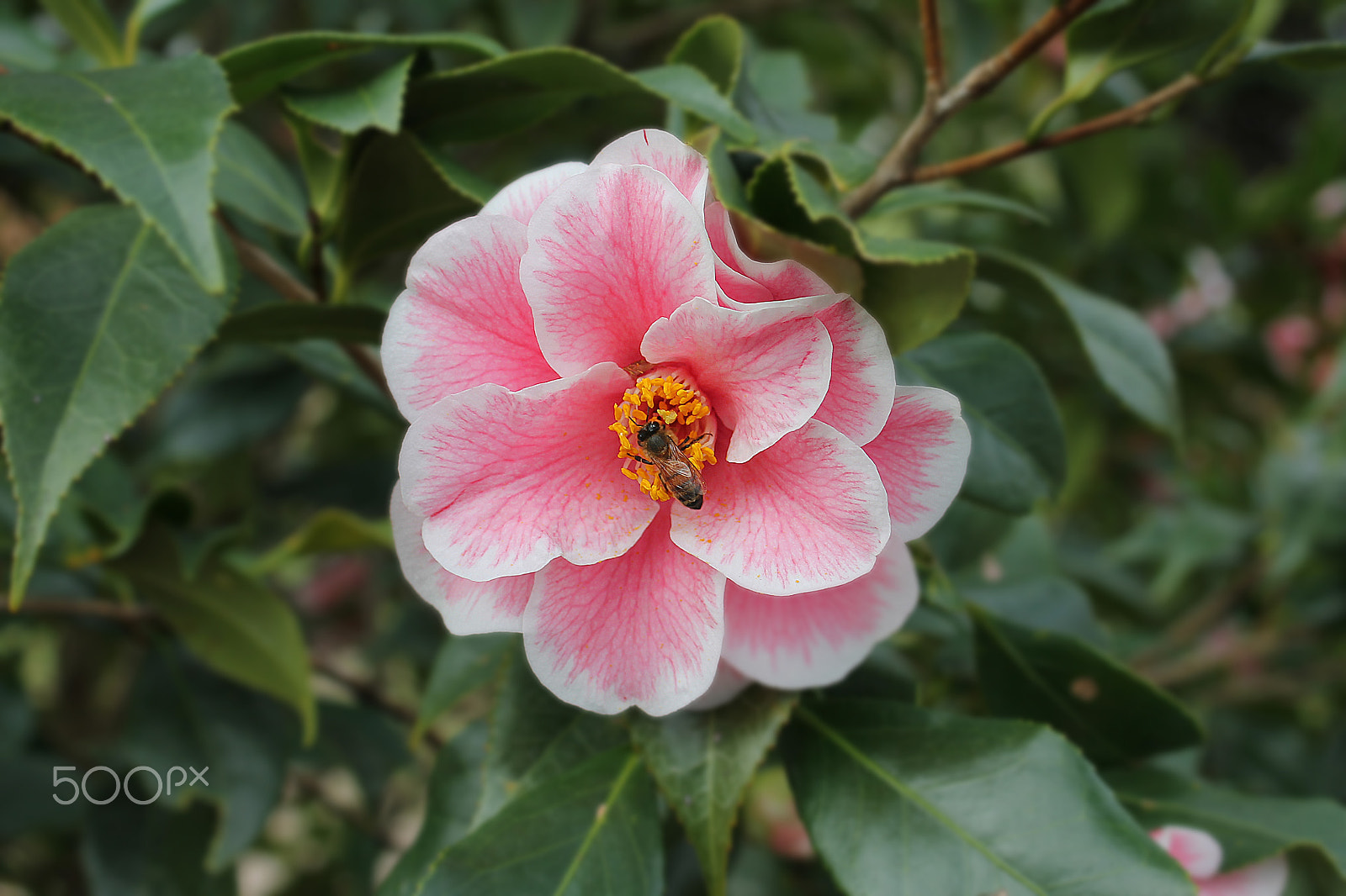 Canon EF 35-80mm f/4-5.6 sample photo. Flower with bee photography