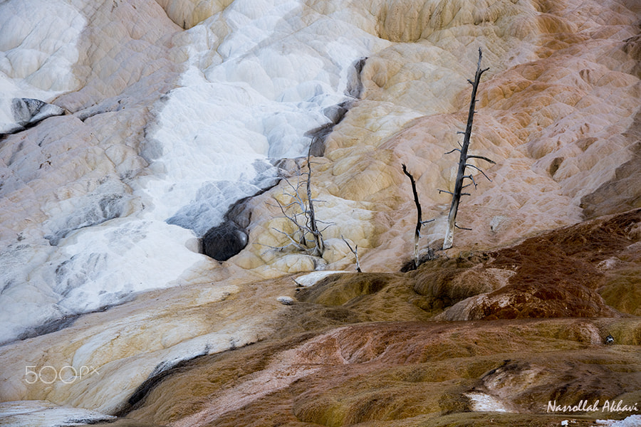 Nikon D5 sample photo. Yellowstone color photography