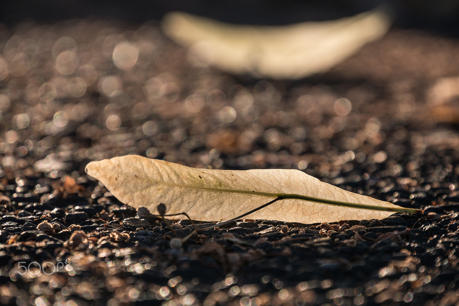 Panasonic Lumix DMC-GX85 (Lumix DMC-GX80 / Lumix DMC-GX7 Mark II) sample photo. Leafe on ground photography