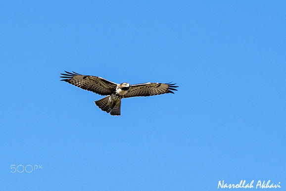 Nikon AF-S Nikkor 200-500mm F5.6E ED VR sample photo. Hawk photography
