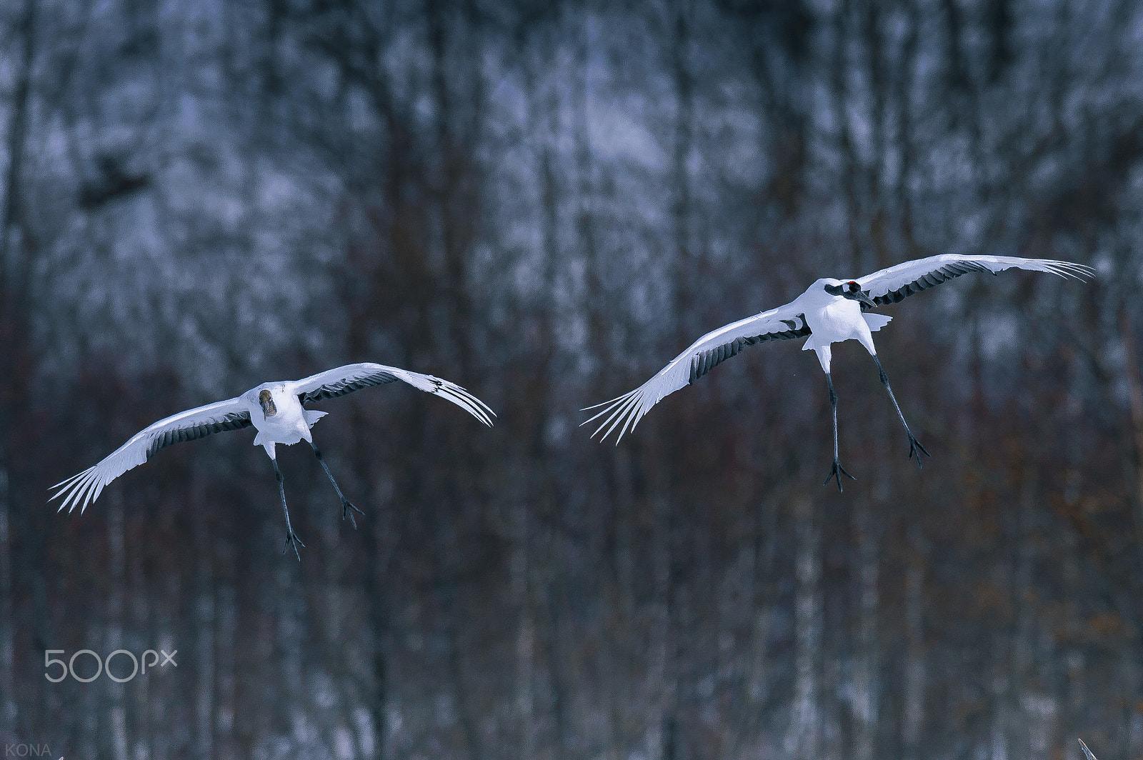 Nikon AF-S Nikkor 400mm F2.8G ED VR II sample photo. Tantyou photography