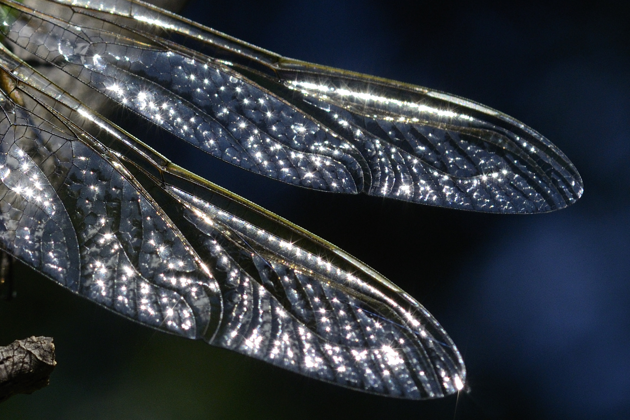 Nikon D7000 + AF Micro-Nikkor 60mm f/2.8 sample photo. Dragonfly wings photography