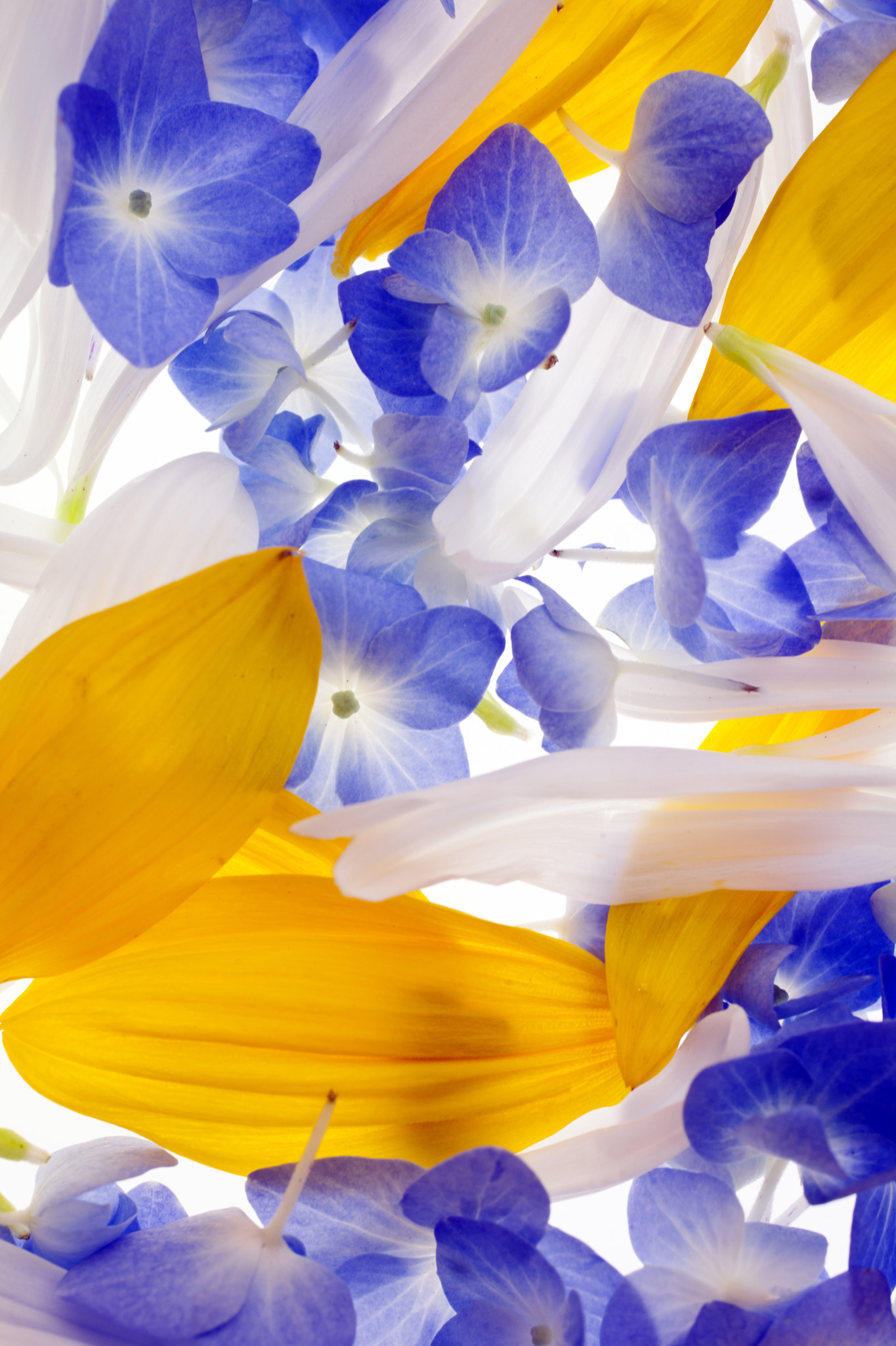 Chrysanthimum and hydrangia and Sunflower