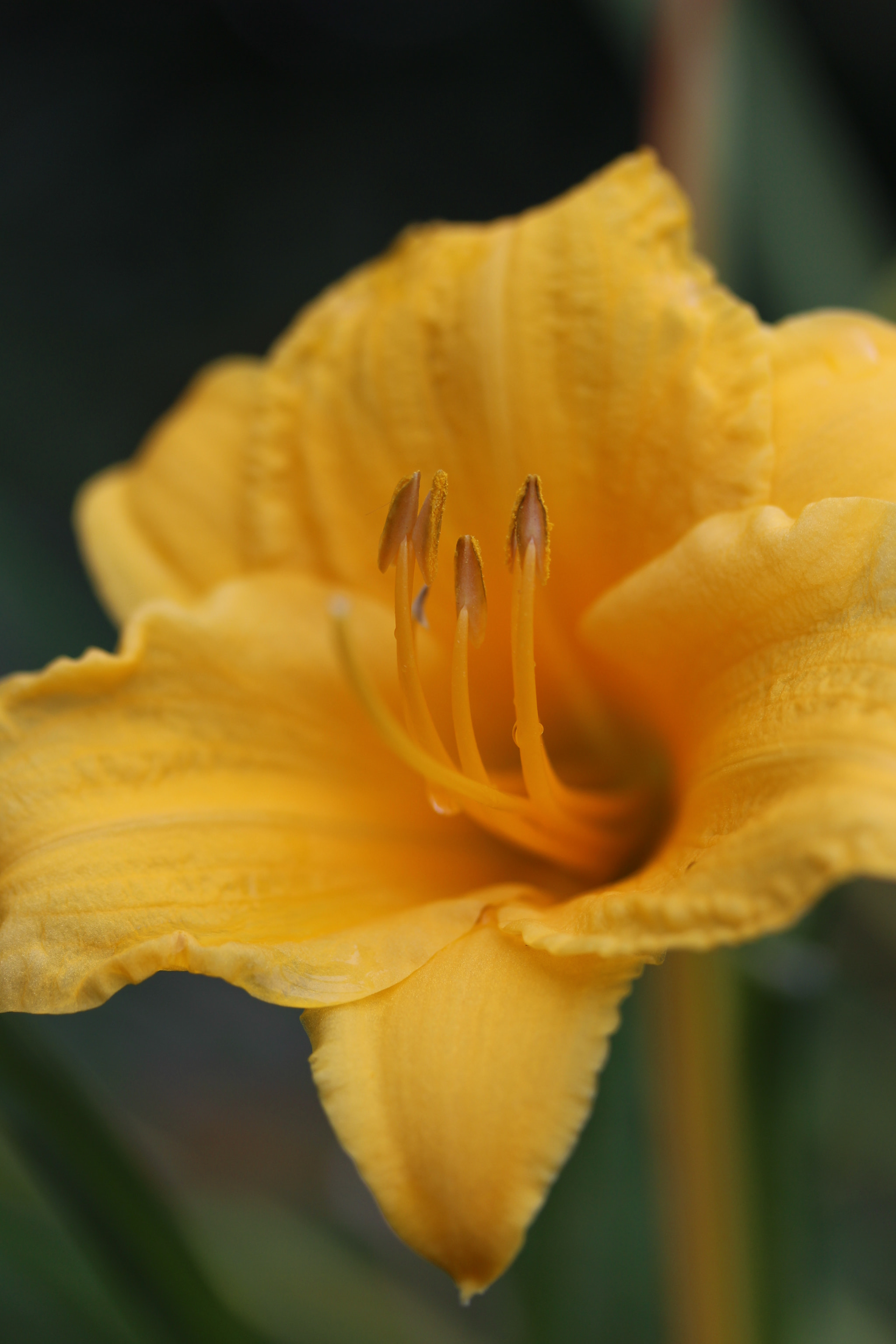 Canon EF-S 60mm F2.8 Macro USM sample photo. Golden tongues photography