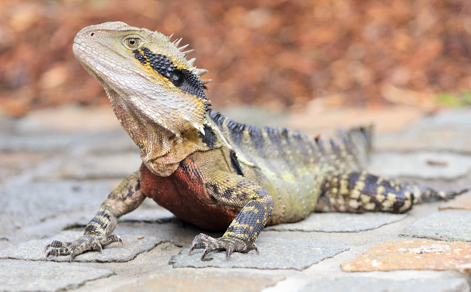 Canon EOS 550D (EOS Rebel T2i / EOS Kiss X4) + Canon EF 70-200mm F4L USM sample photo. Australian dragon photography