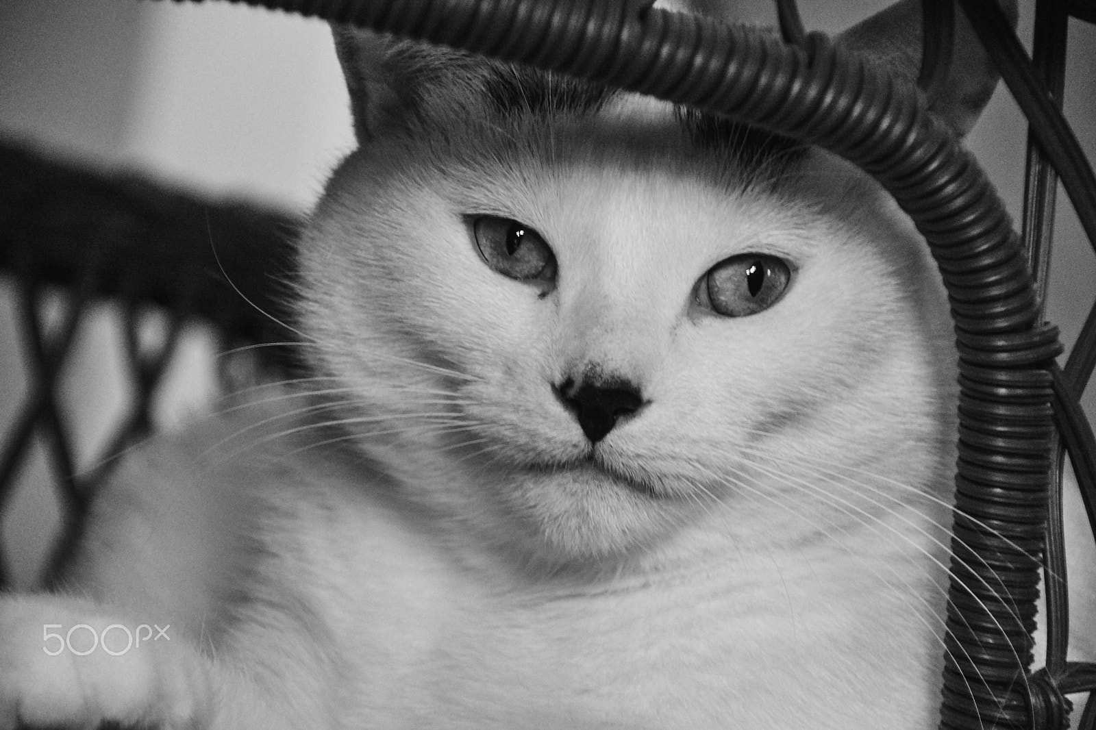 Sony SLT-A65 (SLT-A65V) + DT 18-270mm F3.5-6.3 SSM sample photo. Matko photography