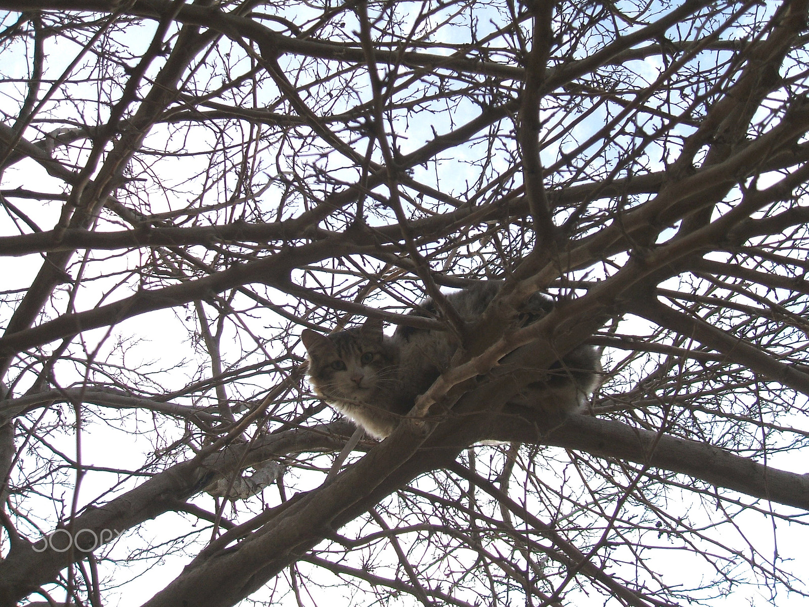 Fujifilm FinePix A500 sample photo. Cat on tree photography