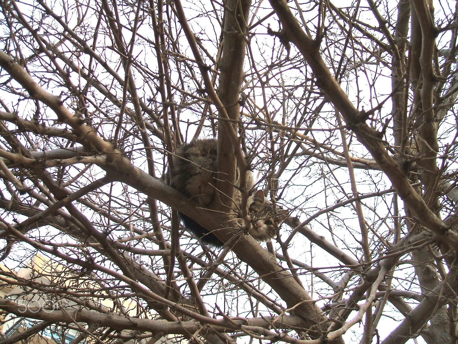 Fujifilm FinePix A500 sample photo. Cat on tree photography