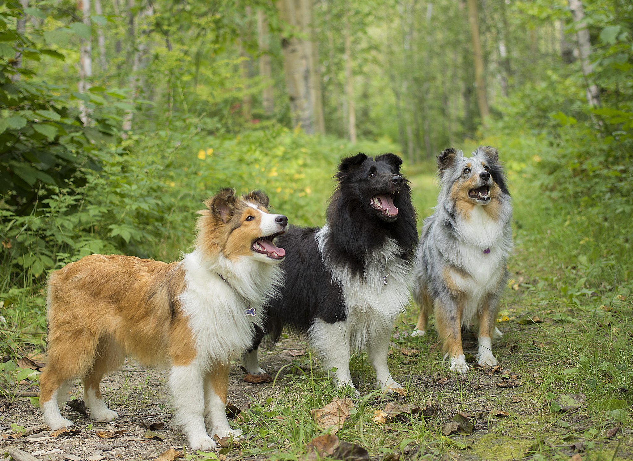 Canon EF 40mm F2.8 STM sample photo. Happy family photography