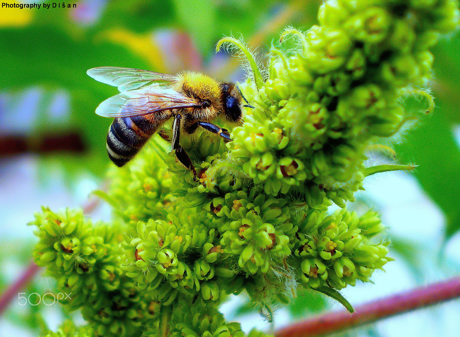 Olympus FE210,X775 sample photo. Bee photography