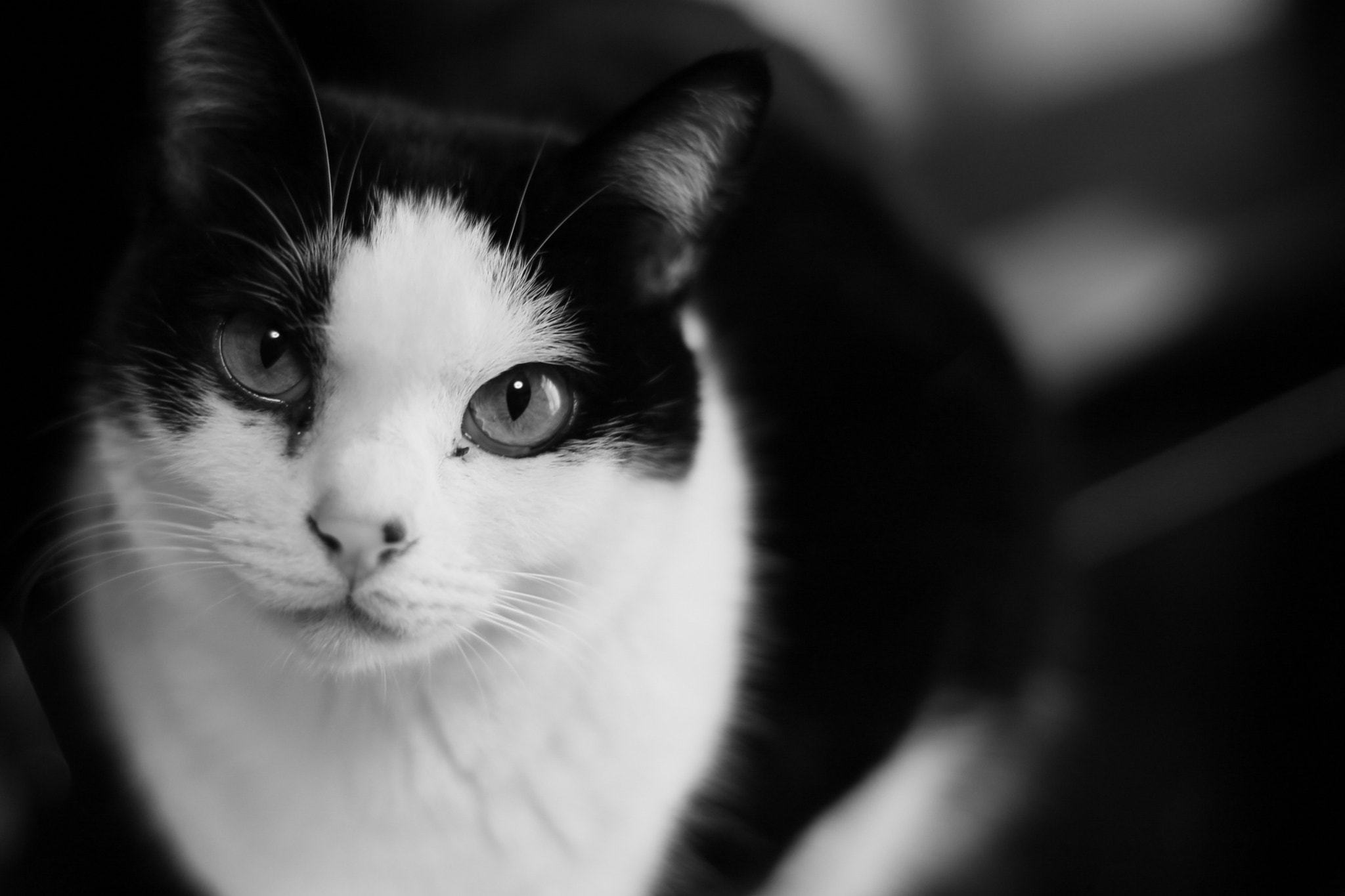 ZEISS Planar T* 50mm F1.4 sample photo. Nino photography