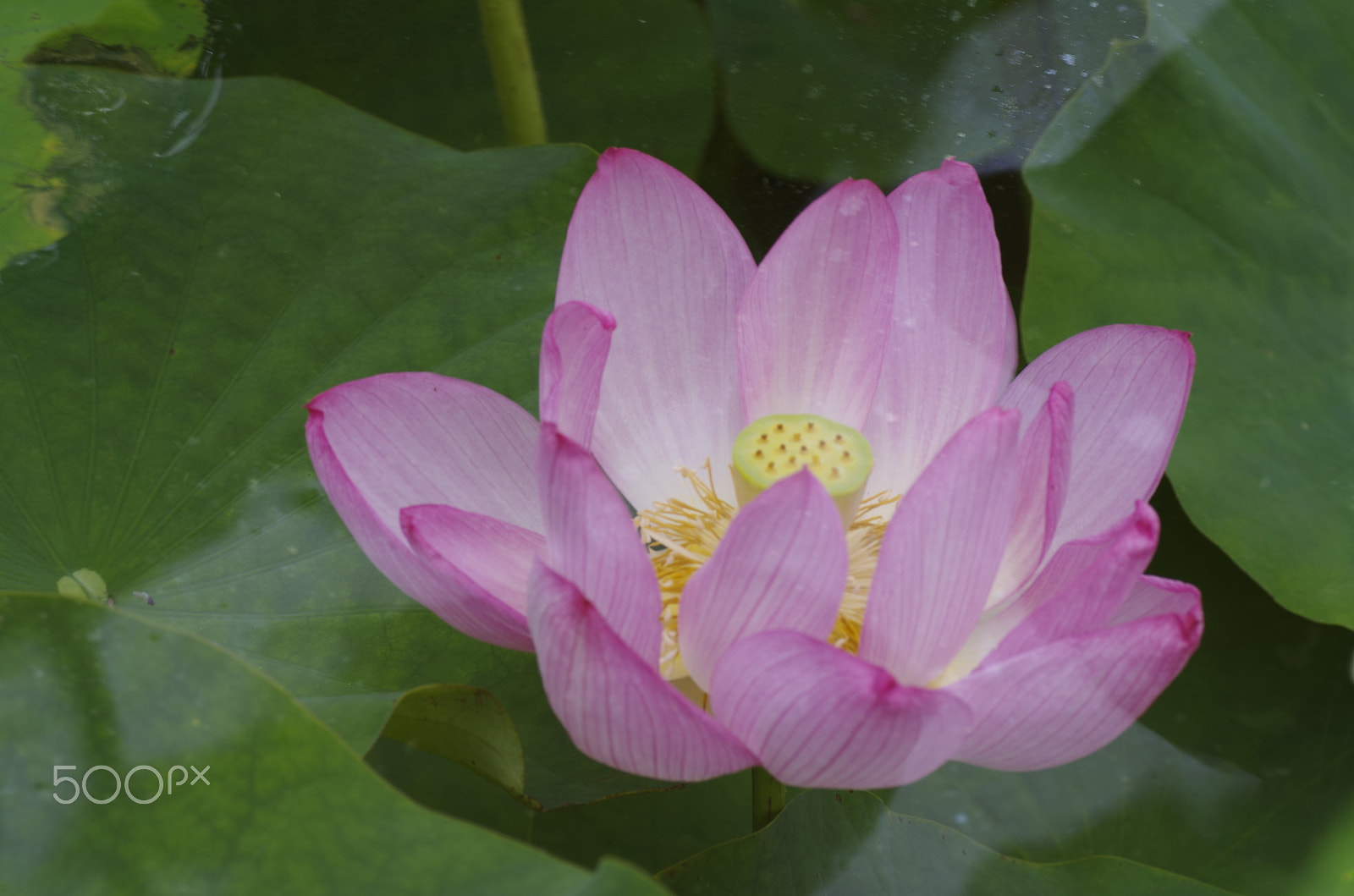 Pentax K-30 sample photo. Lotus blossom photography