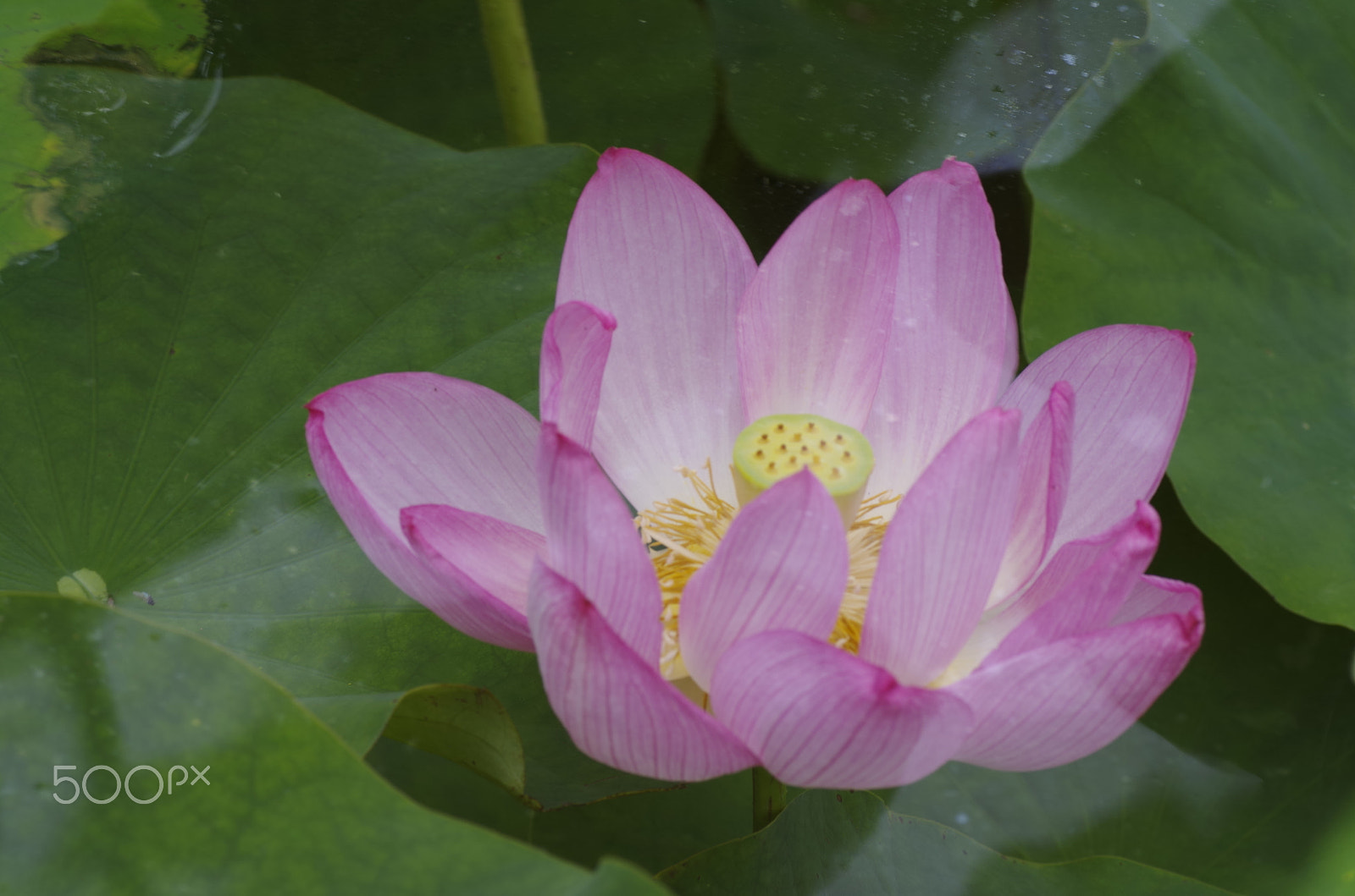 Pentax K-30 + Tamron SP AF 90mm F2.8 Di Macro sample photo. Lotus blossom photography