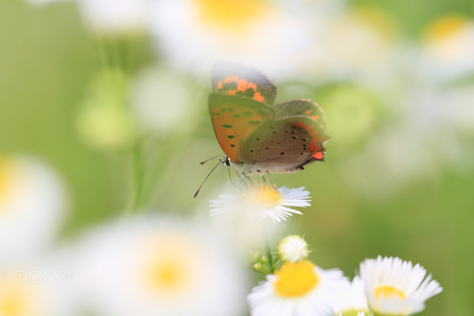 Canon EF 100mm F2.8L Macro IS USM sample photo. In the dream photography