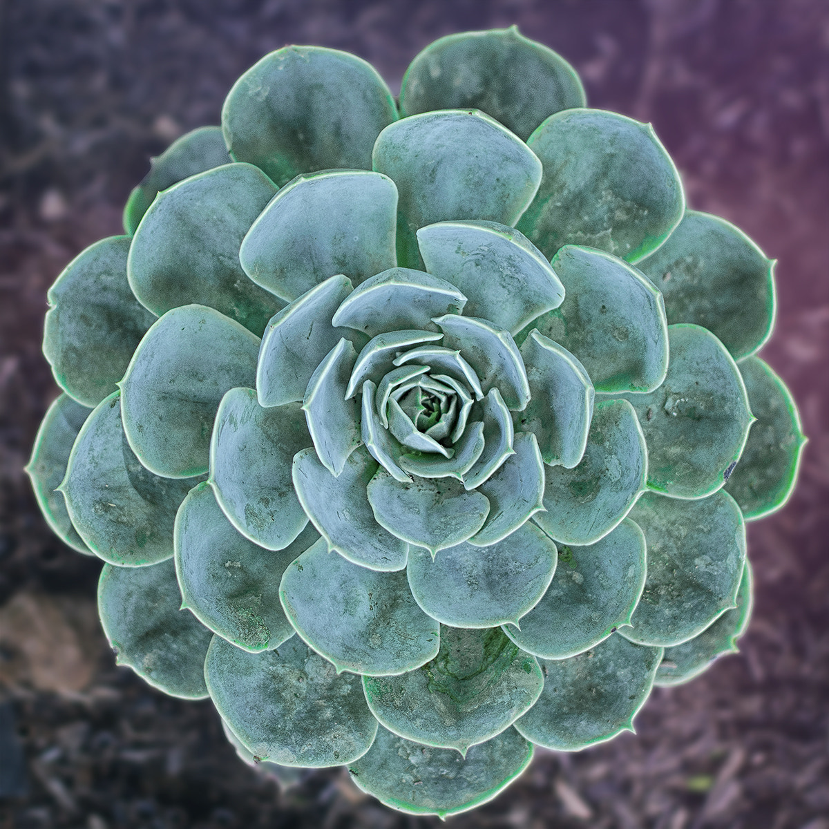 Sigma 50mm F1.4 EX DG HSM sample photo. Un cactus que parece flor photography