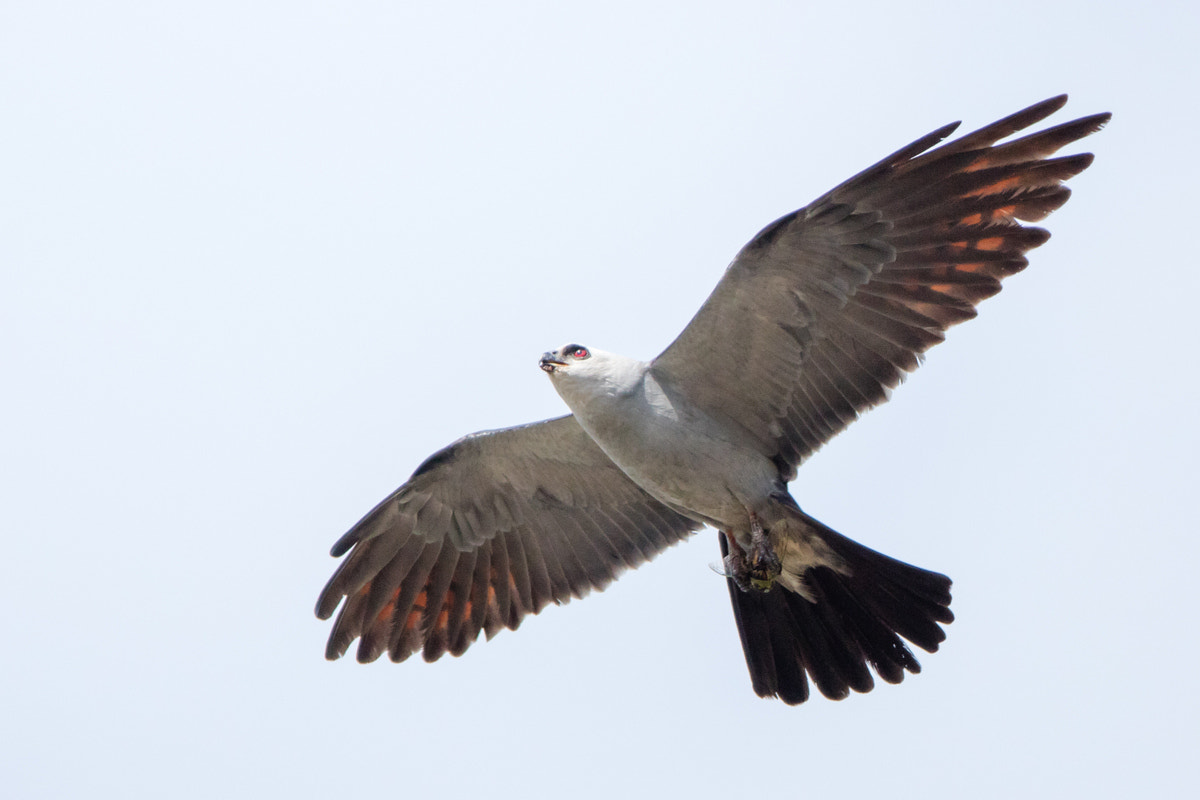 Canon EOS 5DS R + Canon EF 200-400mm F4L IS USM Extender 1.4x sample photo. Mississippi kite photography