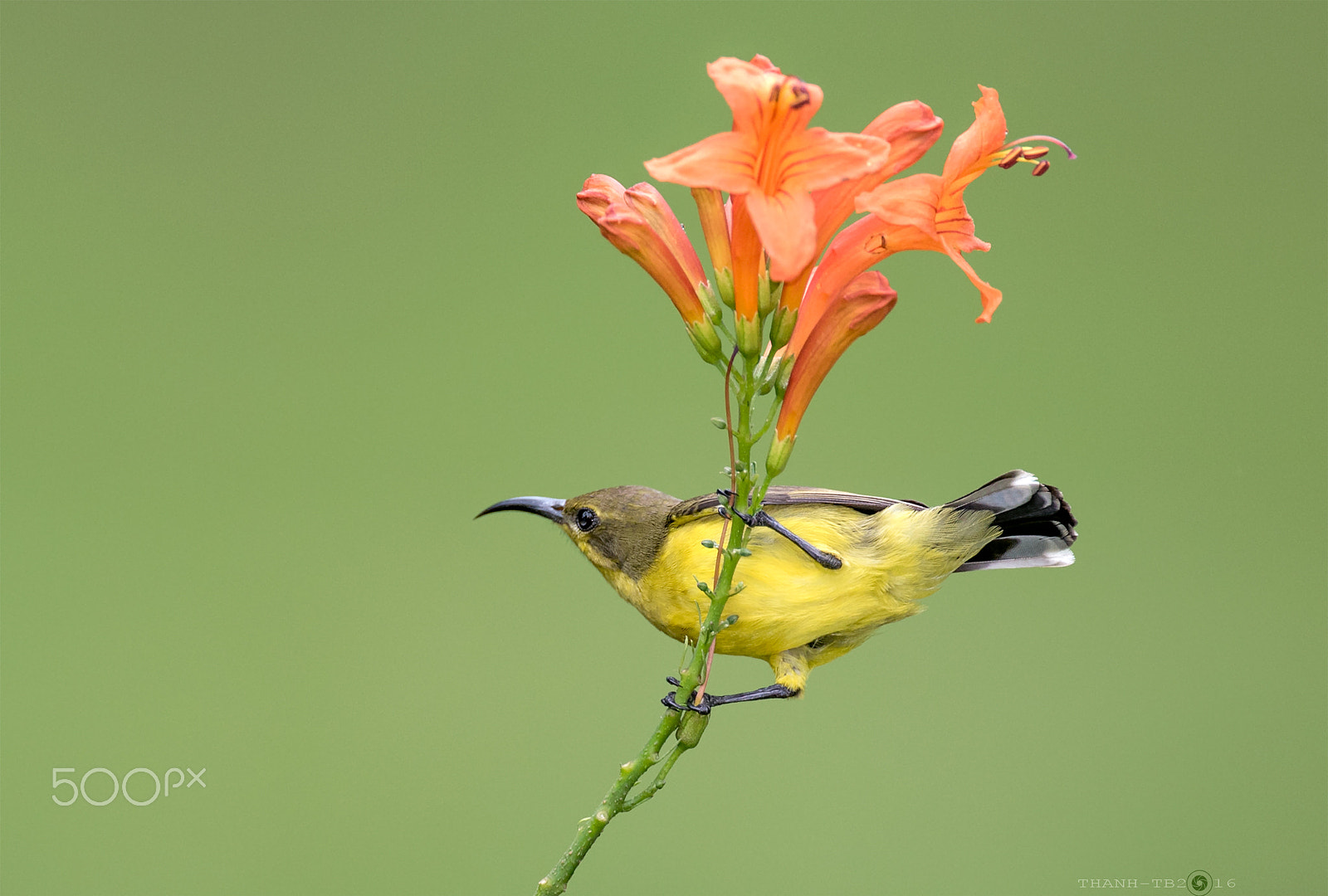 Nikon AF-S Nikkor 600mm F4D ED-IF II sample photo