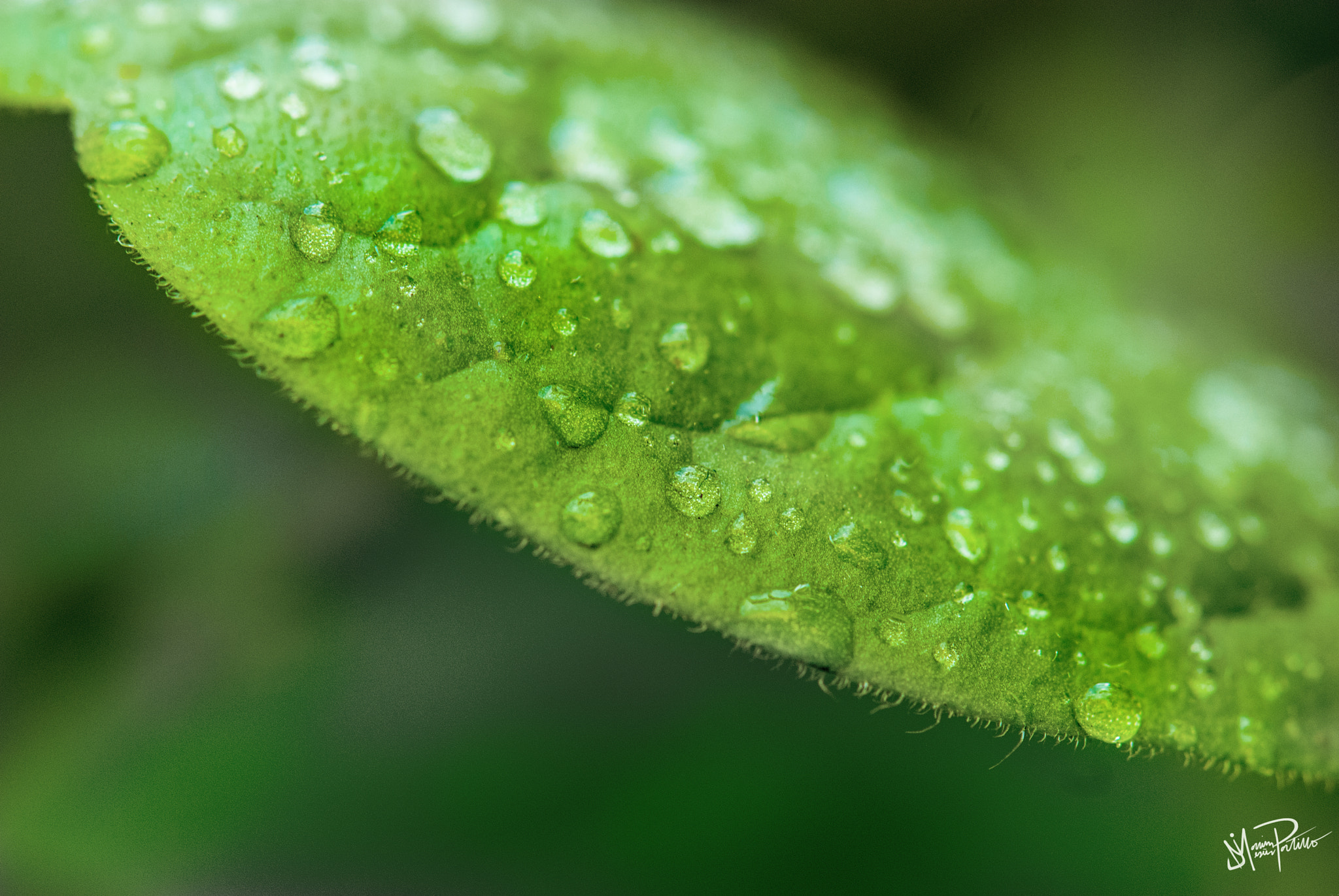 Nikon AF-S Micro-Nikkor 105mm F2.8G IF-ED VR sample photo. Green photography