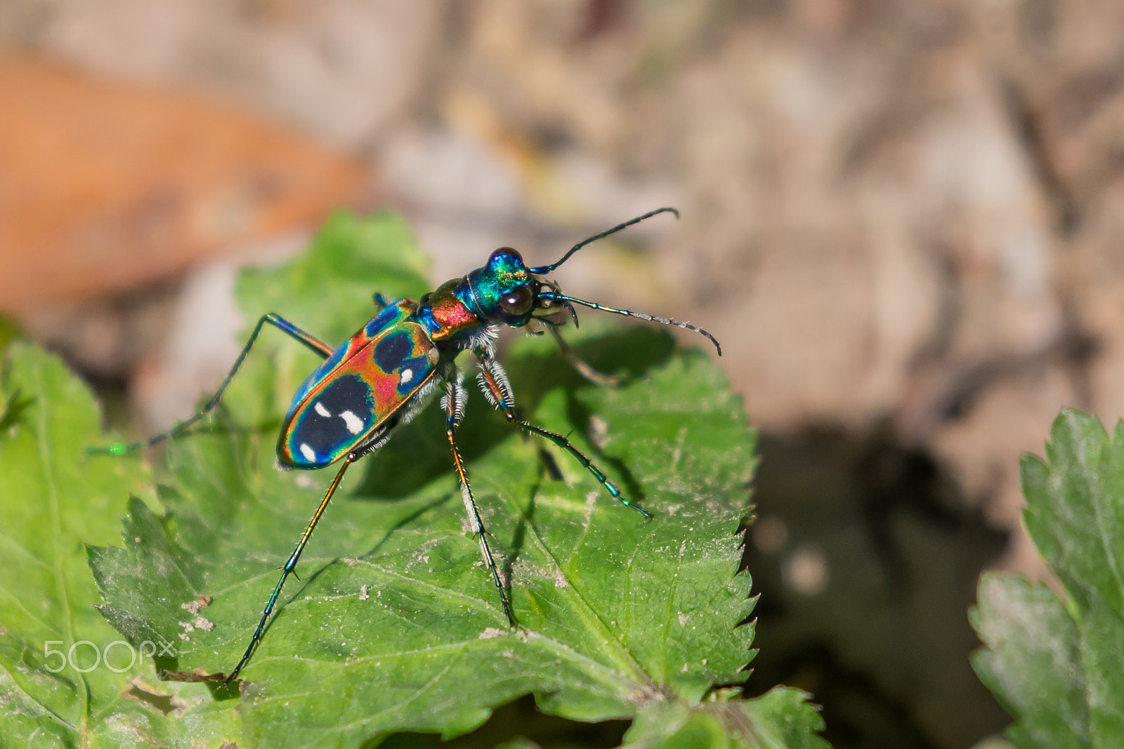 Canon EOS-1D X + Canon EF 100-400mm F4.5-5.6L IS II USM sample photo. Tiger beetle on the grass photography