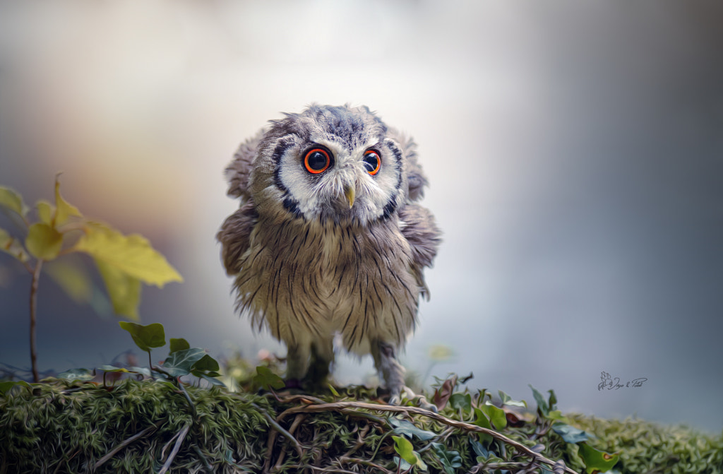 Gandalf, the Grey by Tanja Brandt on 500px.com