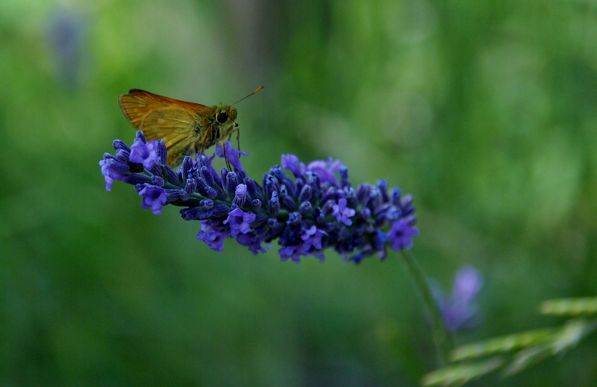 Pentax K10D + Sigma 18-125mm F3.8-5.6 DC HSM sample photo. Thymelicus sylvestris photography