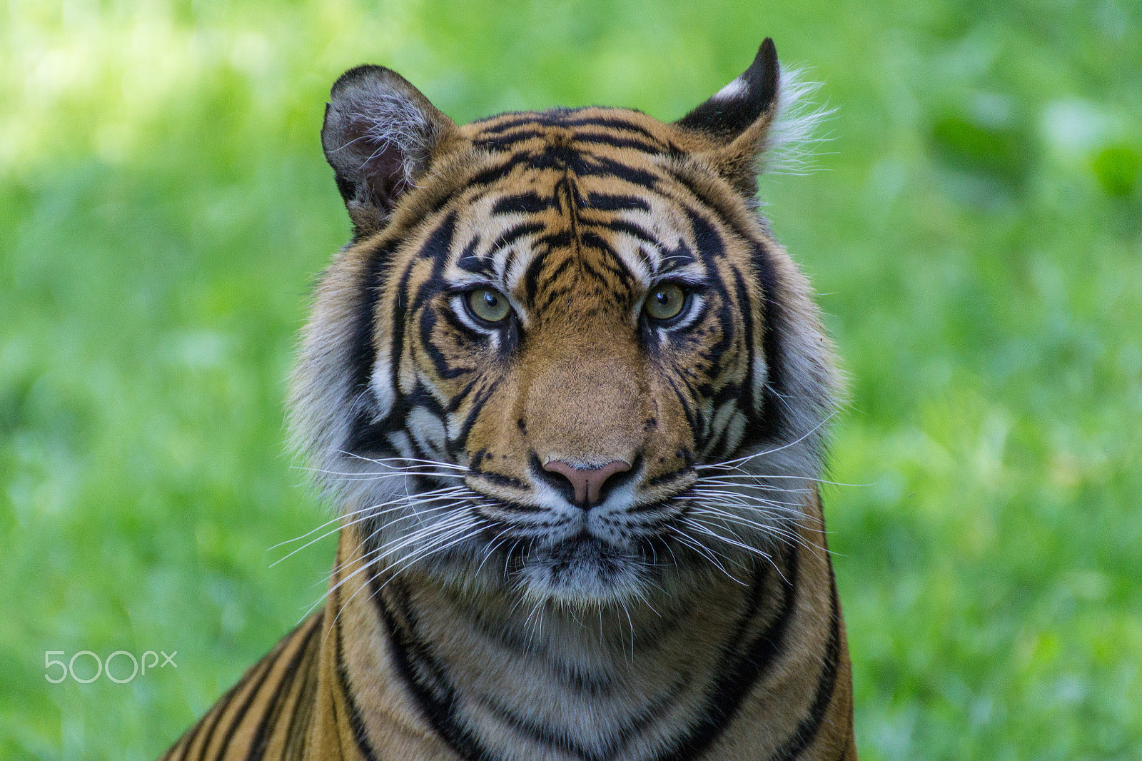 Tamron SP 70-300mm F4-5.6 Di USD sample photo. Tiger, look in my eyes photography