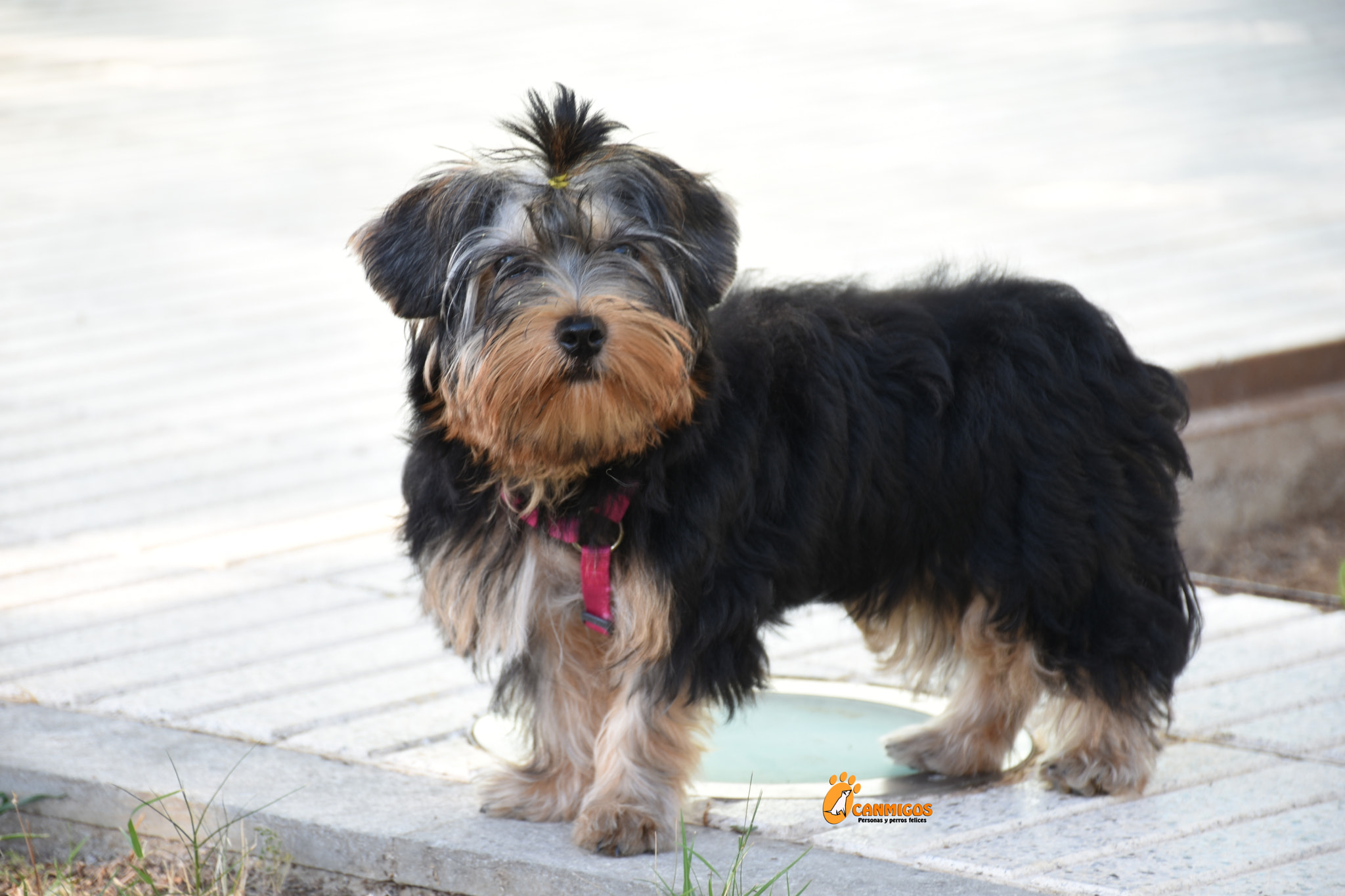 yorkshire puppies