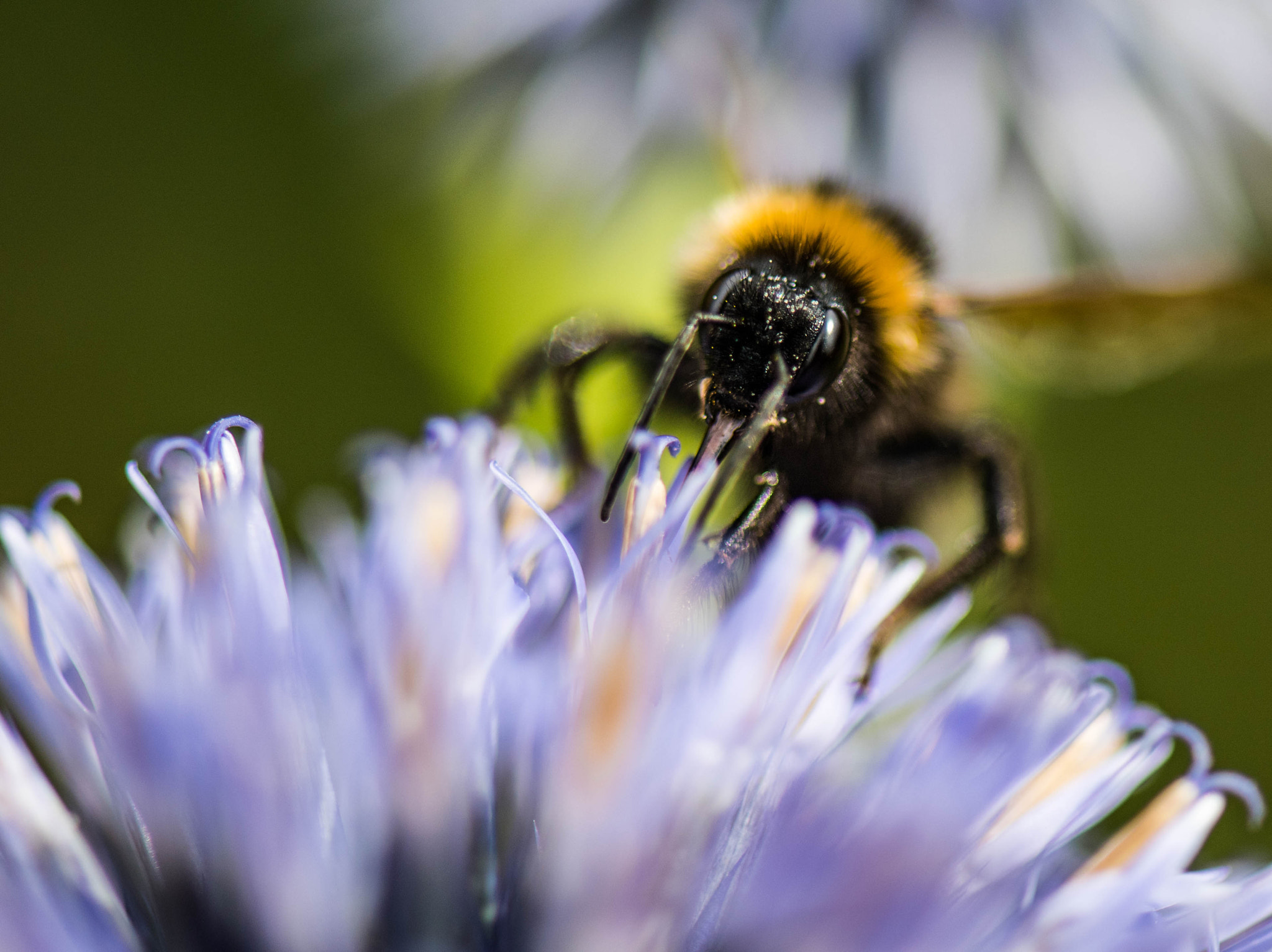 Nikon D5 sample photo. Bee photography
