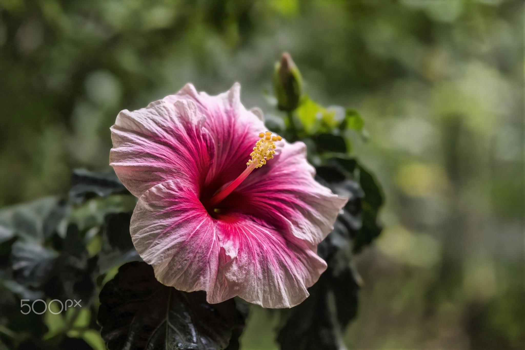 Japon Gülü (Japanese Rose)