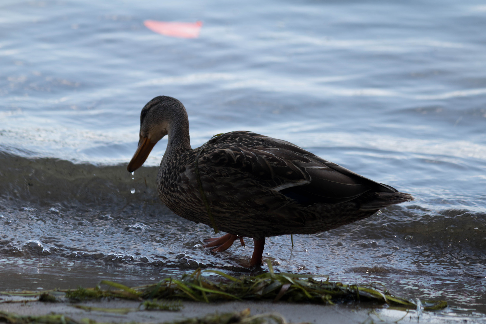 Canon EF-S 55-250mm F4-5.6 IS sample photo. Img photography