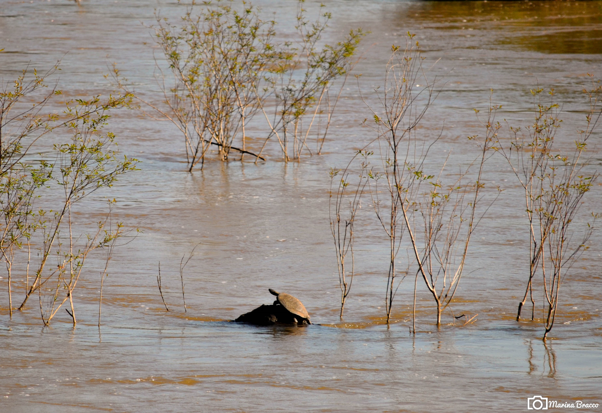 Nikon D3000 sample photo. In their environment photography