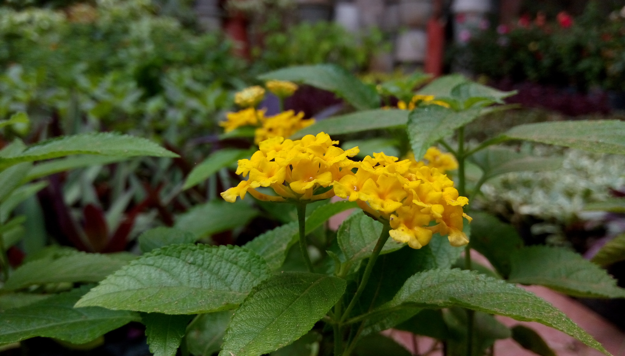 HTC D728W sample photo. Yellow flowers. photography