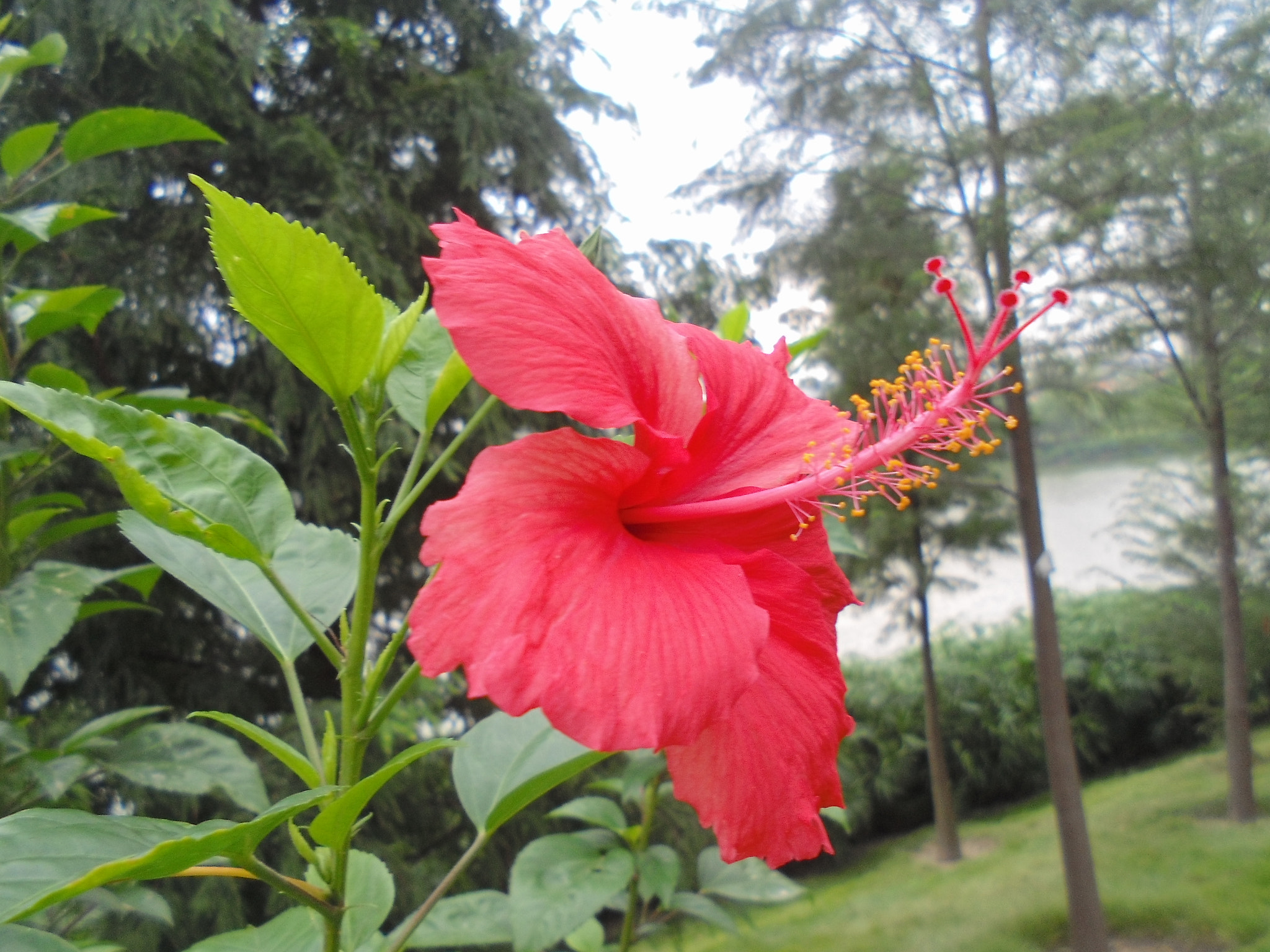 Sony DSC-W670 sample photo. Flower photography