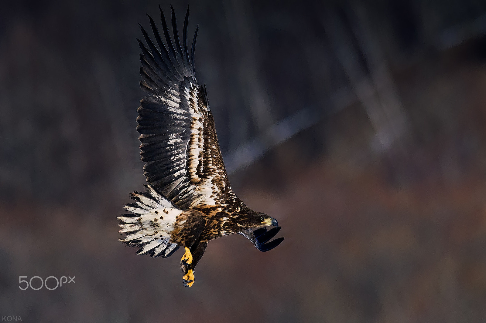 Nikon AF-S Nikkor 400mm F2.8G ED VR II sample photo. Ojiroasi photography