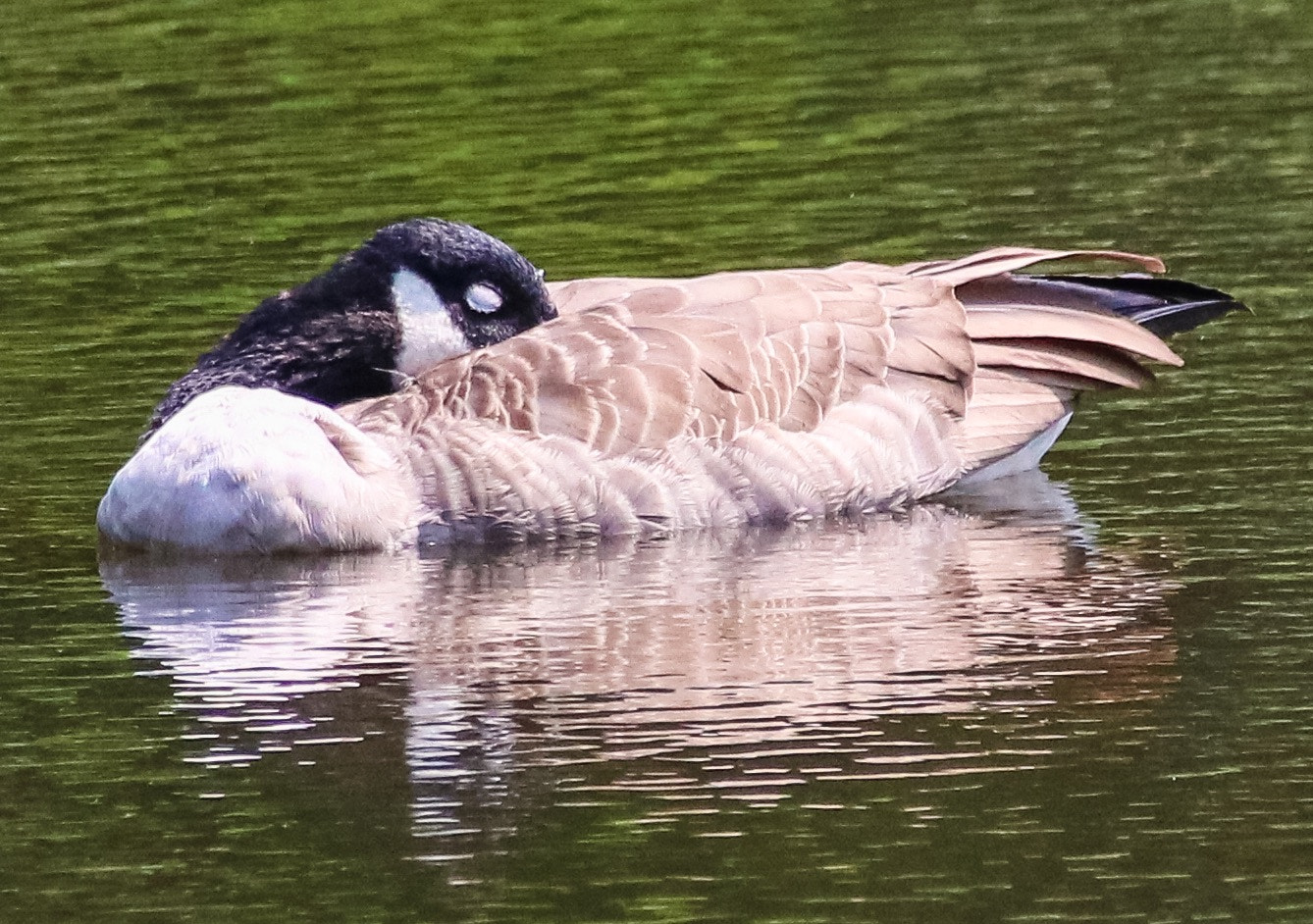 Canon EOS 760D (EOS Rebel T6s / EOS 8000D) + Canon 18-300mm sample photo. Goose taking nap. (white eyelids) photography