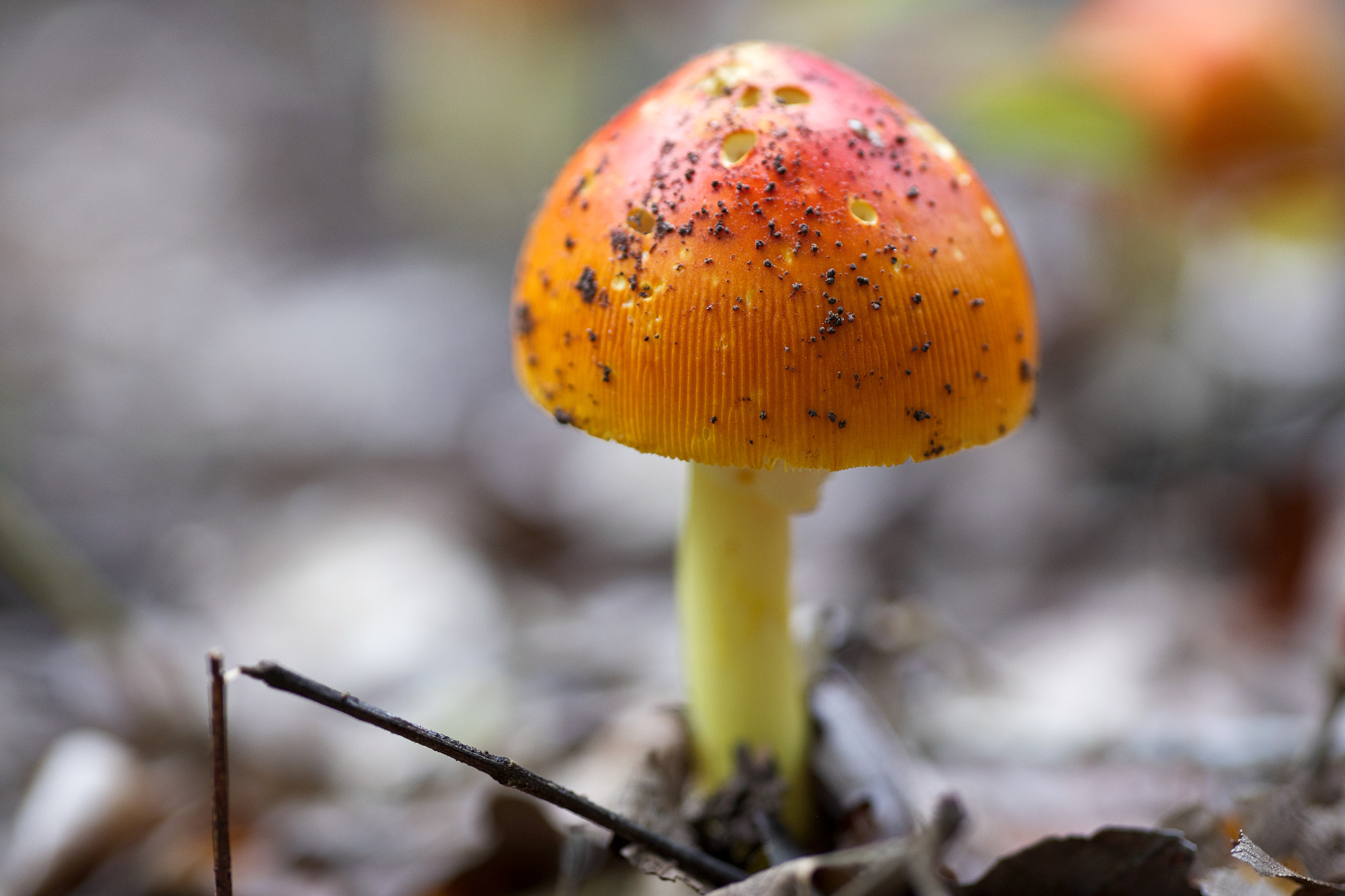 Fujifilm X-T10 + Fujifilm XF 90mm F2 R LM WR sample photo. Orange east texas mushroom photography